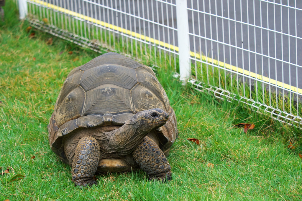 長野市城山動物園のアップルさん   (アルダブラゾウガメ)