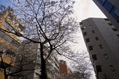 17_04_02 東京 千鳥ヶ淵にて (9)