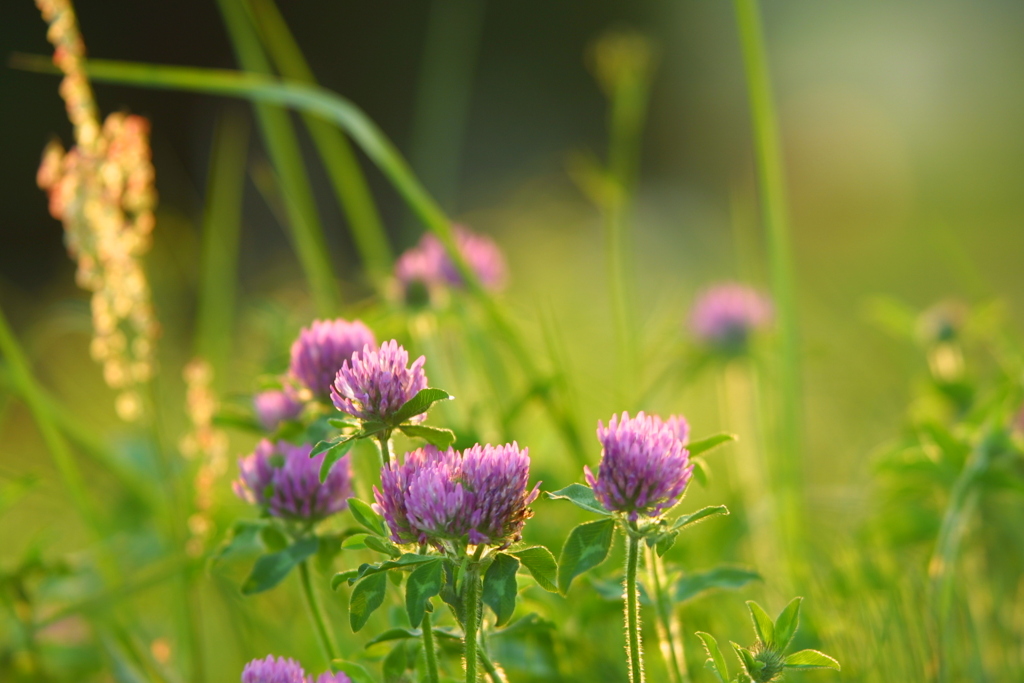 EOS D30の時 31