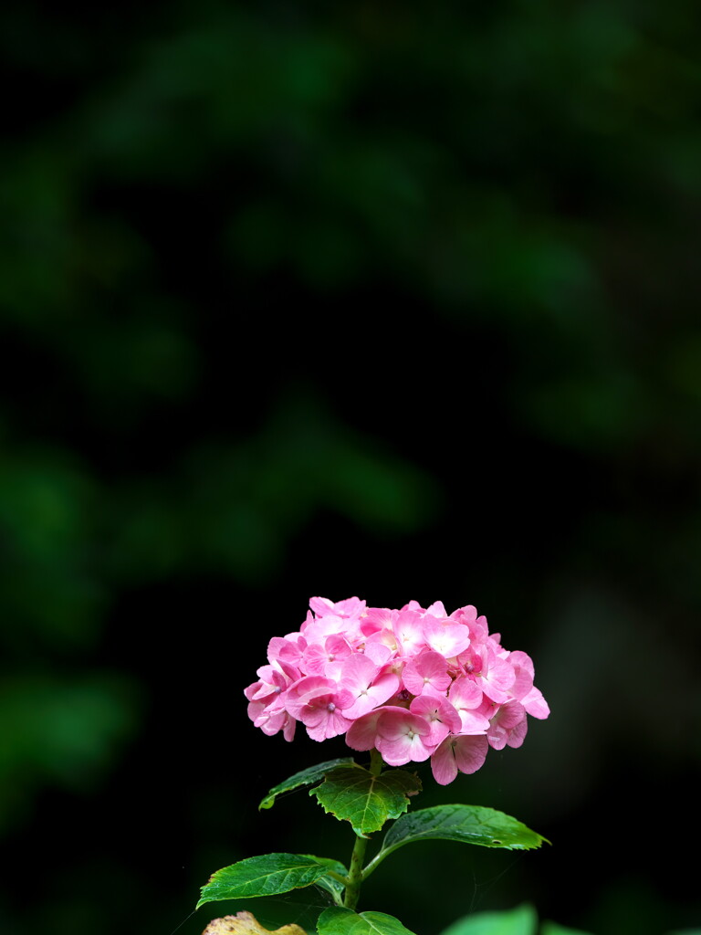 2019八塩あじさい園にて (3)
