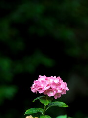 2019八塩あじさい園にて (3)