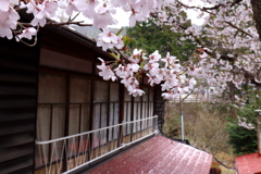 高遠城址公園にて  2018桜  (2)