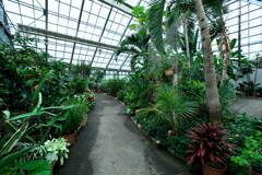 2019 碓氷川熱帯植物園 (5)