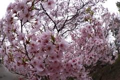 高遠城址公園にて  2018桜  (1)
