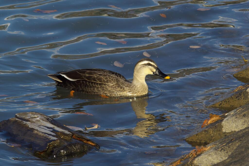 明神池のカモを撮ってみた (4)