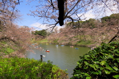17_04_02 東京 千鳥ヶ淵にて (1)