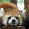 眠そうなレッサーパンダ