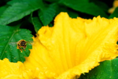 ミツバチとカボチャの花