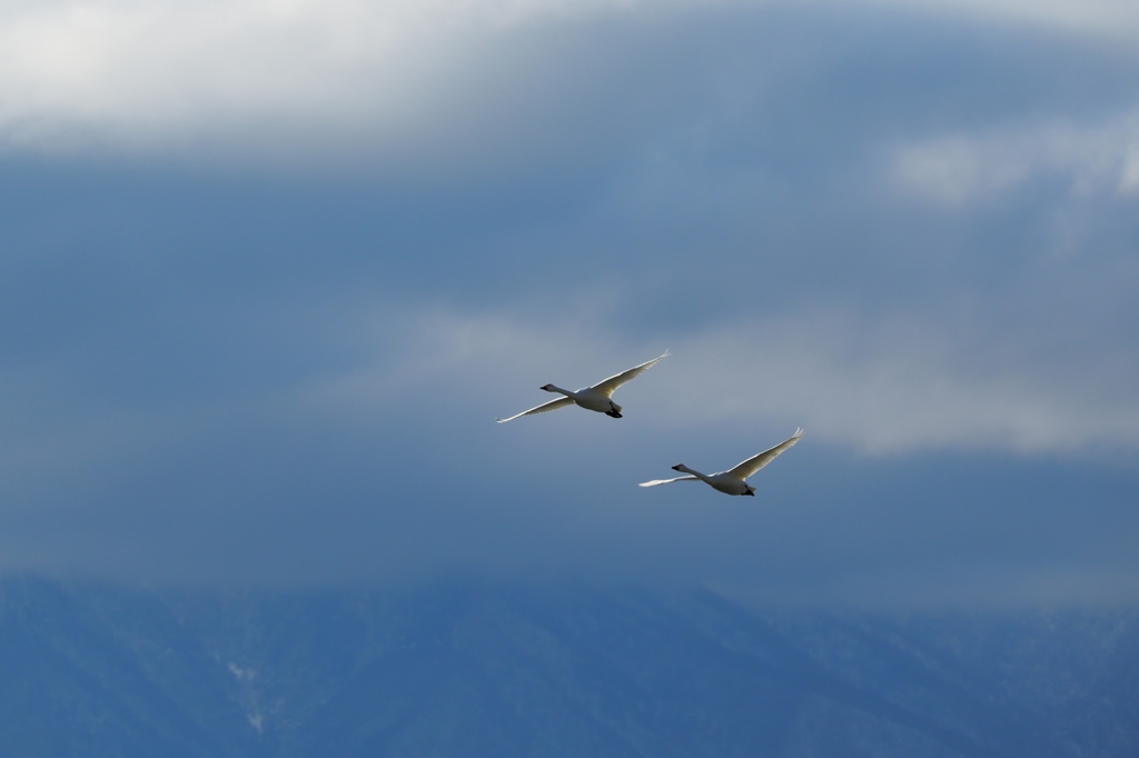 白鳥が舞う2019 (1)