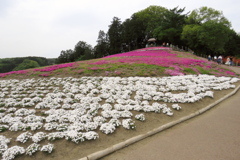 2017 群馬みさと芝桜公園 (6)