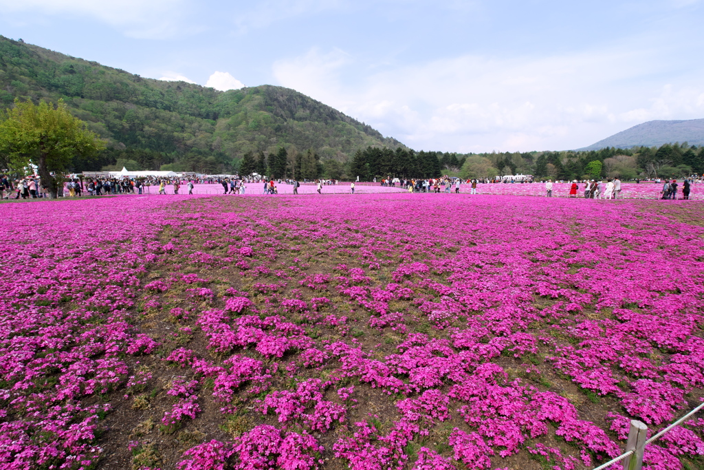 2019 富士芝桜まつりにて (2)