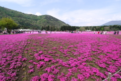 2019 富士芝桜まつりにて (2)
