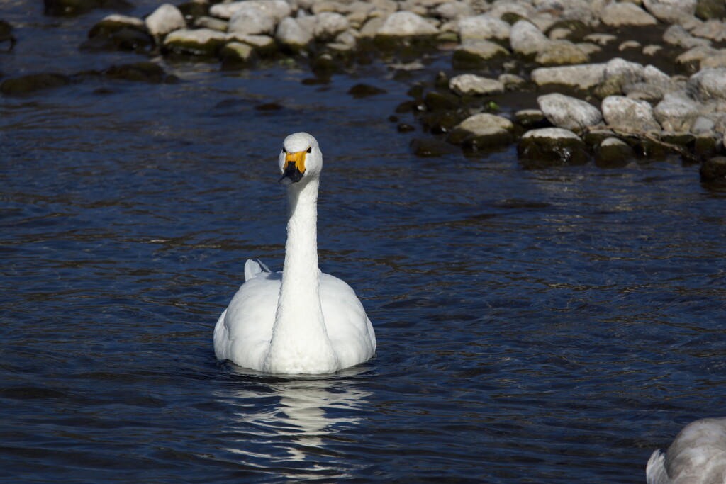 犀川白鳥湖の白鳥を撮ってみた (4)