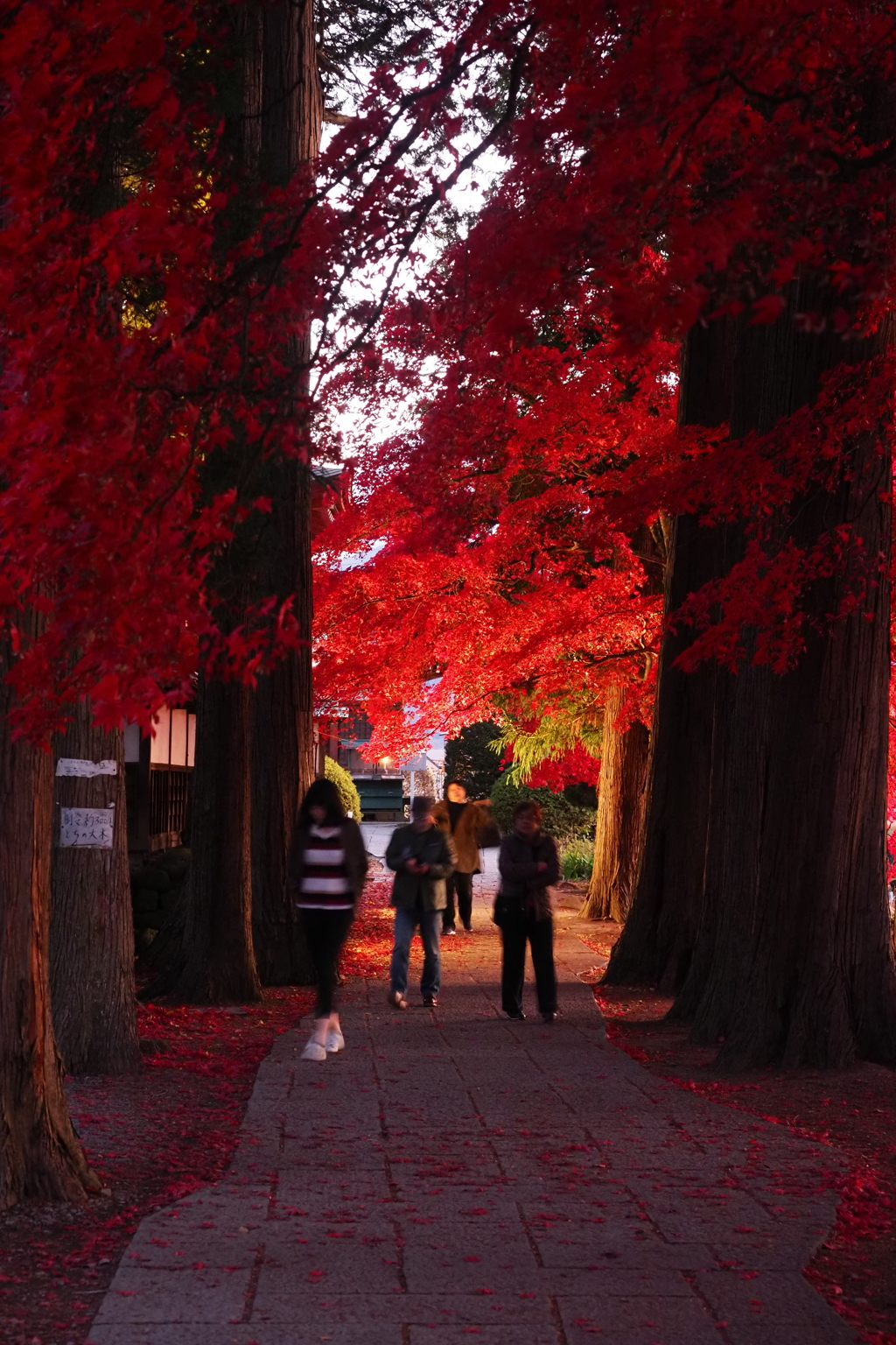 茅野市長円寺の紅葉から 6