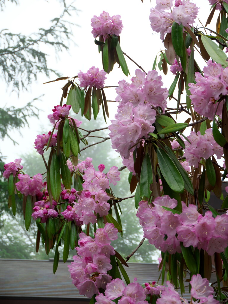 霧・石楠花