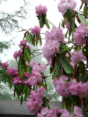 霧・石楠花