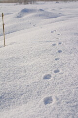 EOS D30の時 95