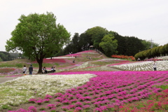 2017 群馬みさと芝桜公園 (4)