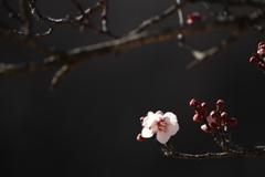 梅花