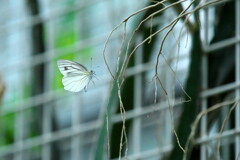 2019 碓氷川熱帯植物園 (3)