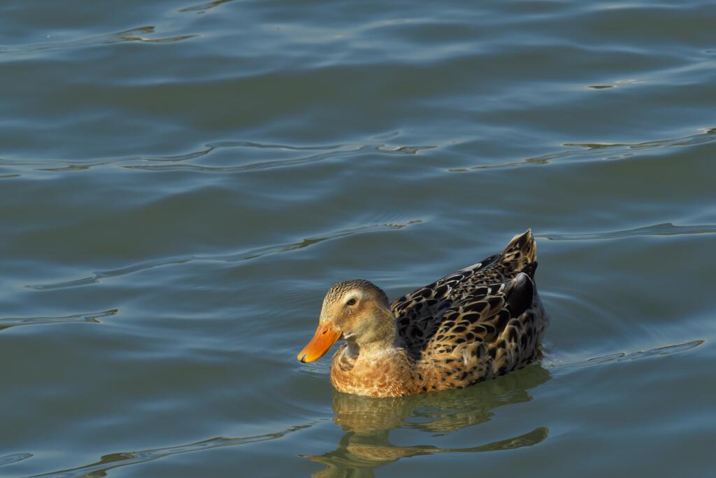 明神池のカモを撮ってみた (2)