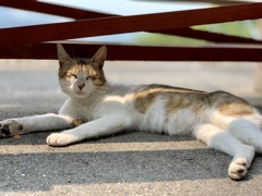 尾道 猫の細道