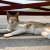 尾道 猫の細道