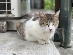 尾道