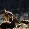 埼玉県こども動物自然公園