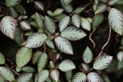 板橋区熱帯環境植物館