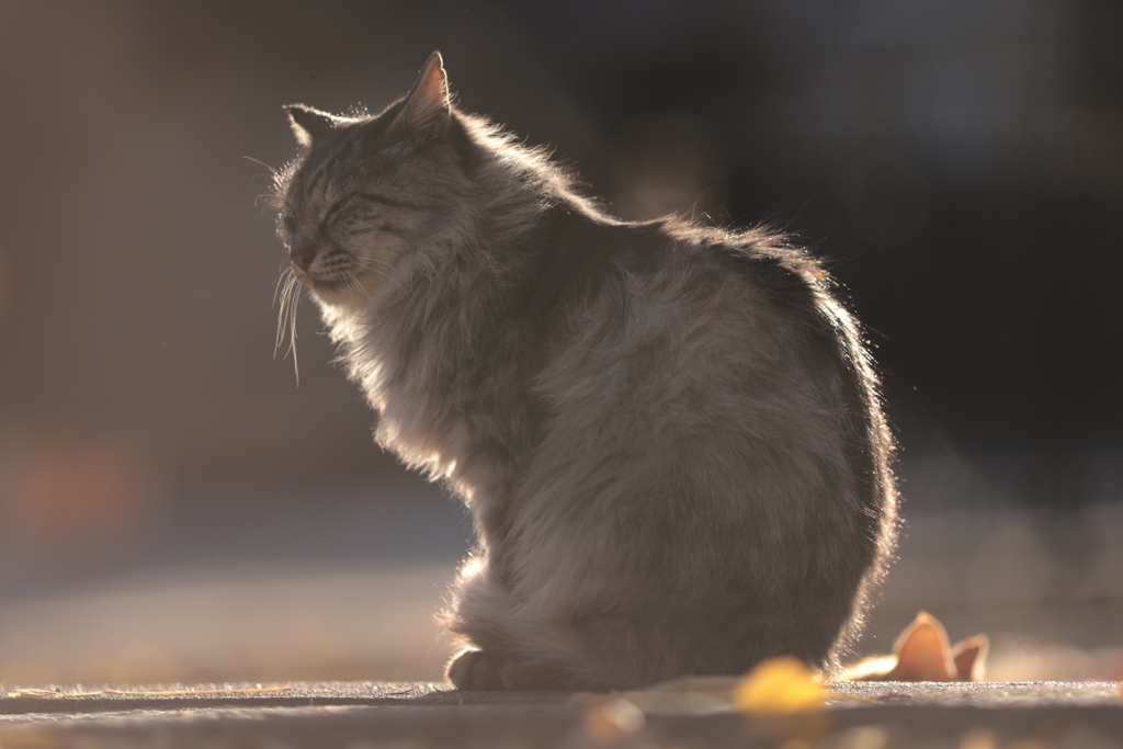 川越のねこさん