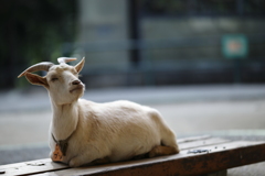 埼玉県こども動物自然公園にて