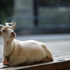 埼玉県こども動物自然公園にて