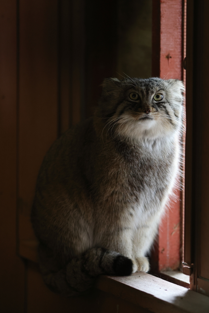 マヌルネコ 埼玉こども動物自然公園にて