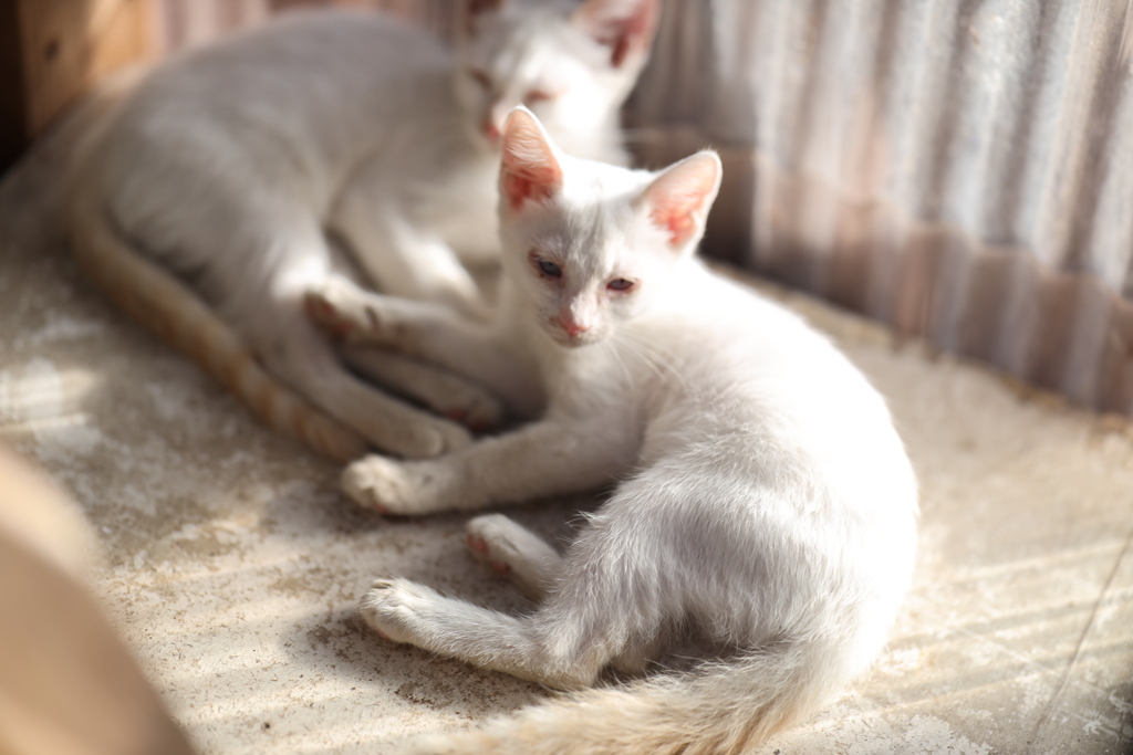 実家の子猫