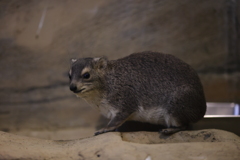 埼玉県こども動物自然公園