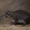 埼玉県こども動物自然公園