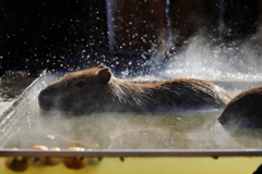 埼玉県こども動物自然公園