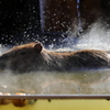 埼玉県こども動物自然公園