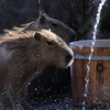 埼玉県こども動物自然公園