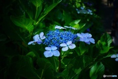 紫陽花