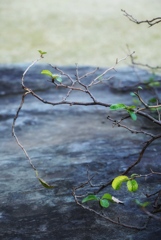 ただ、枝...