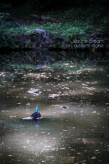 黄金色の秋のはずが...