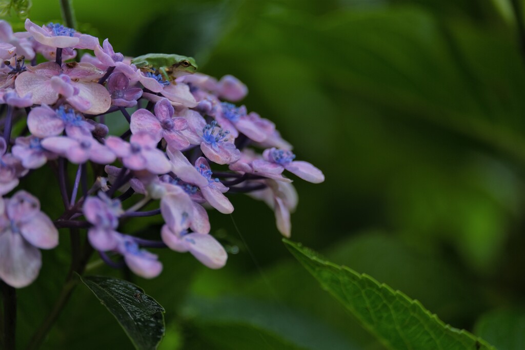 花の上で花見するカエル君