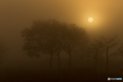 霧の朝道