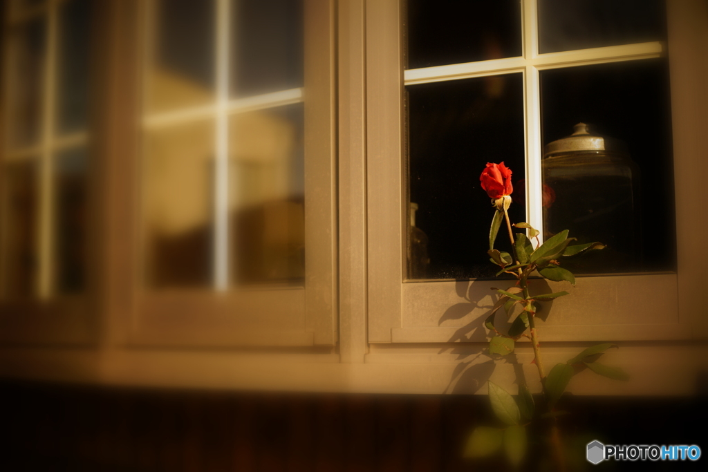 窓に赤いバラ