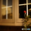 窓に赤いバラ