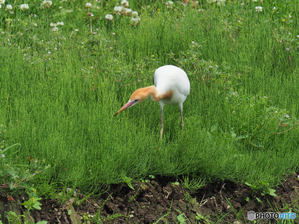アマサギ　②