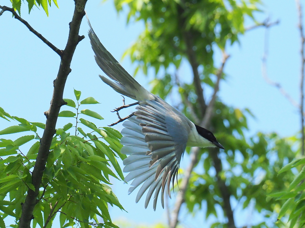 オナガの飛び出し　①