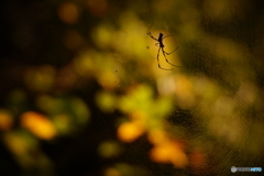 ジョロウグモとBOKEH